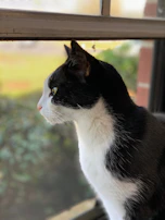 A serene scene of a Siberian cat gazing thoughtfully from a window sill, with oak branches and gold chains softly blurred in the background.