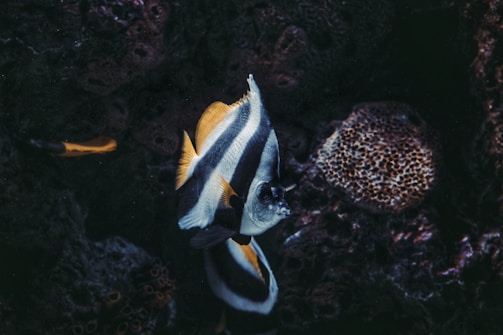A vibrant fish with striking black and white stripes is swimming among dark coral reefs. The fish has yellow accents on its fins which contrast with the deep blue and black tones of the underwater environment. The surrounding coral structures have rough textures and appear to have a reddish hue in certain areas with intricate patterns.