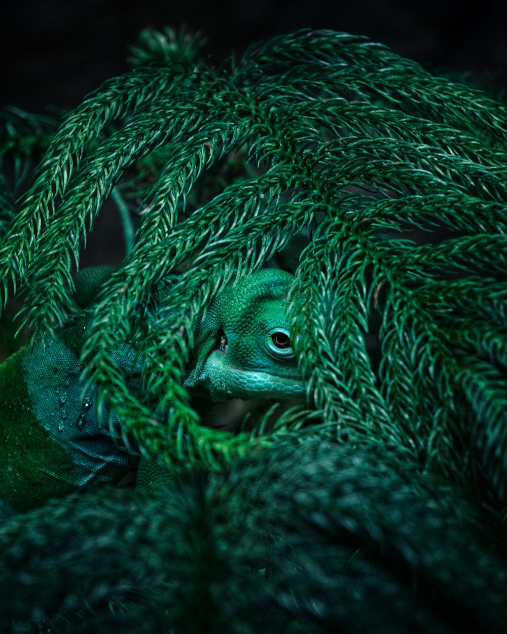 green and black snake on green moss