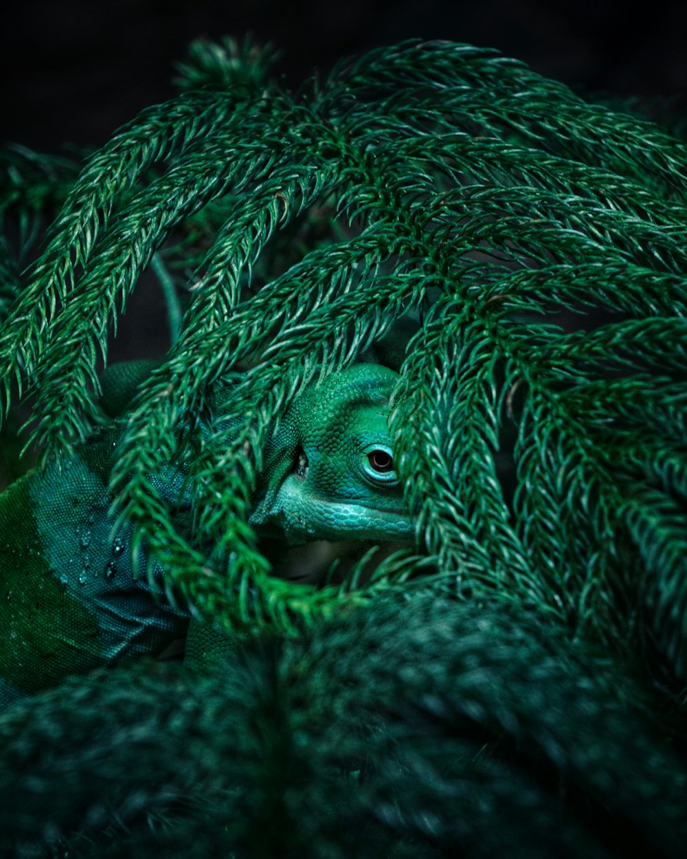 Grüne und schwarze Schlange auf grünem Moos