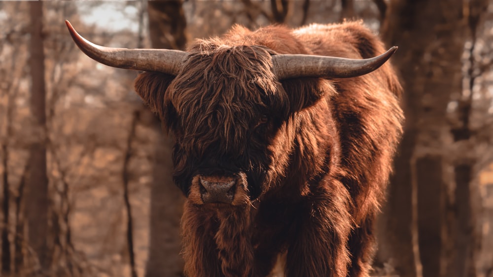 brown yak on brown field during daytime