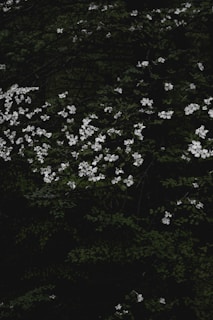 white flowers with green leaves