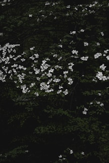 white flowers with green leaves