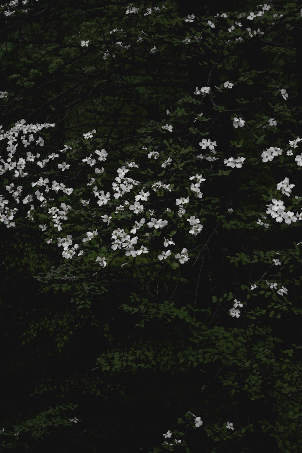 white flowers with green leaves