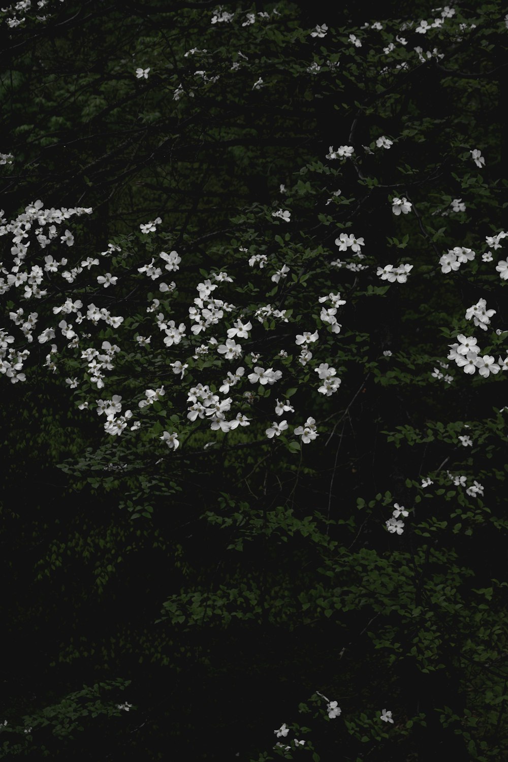flores brancas com folhas verdes