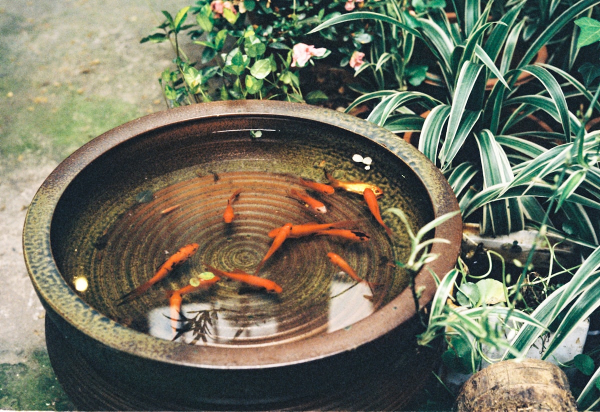 The lonely Japanese rice fish