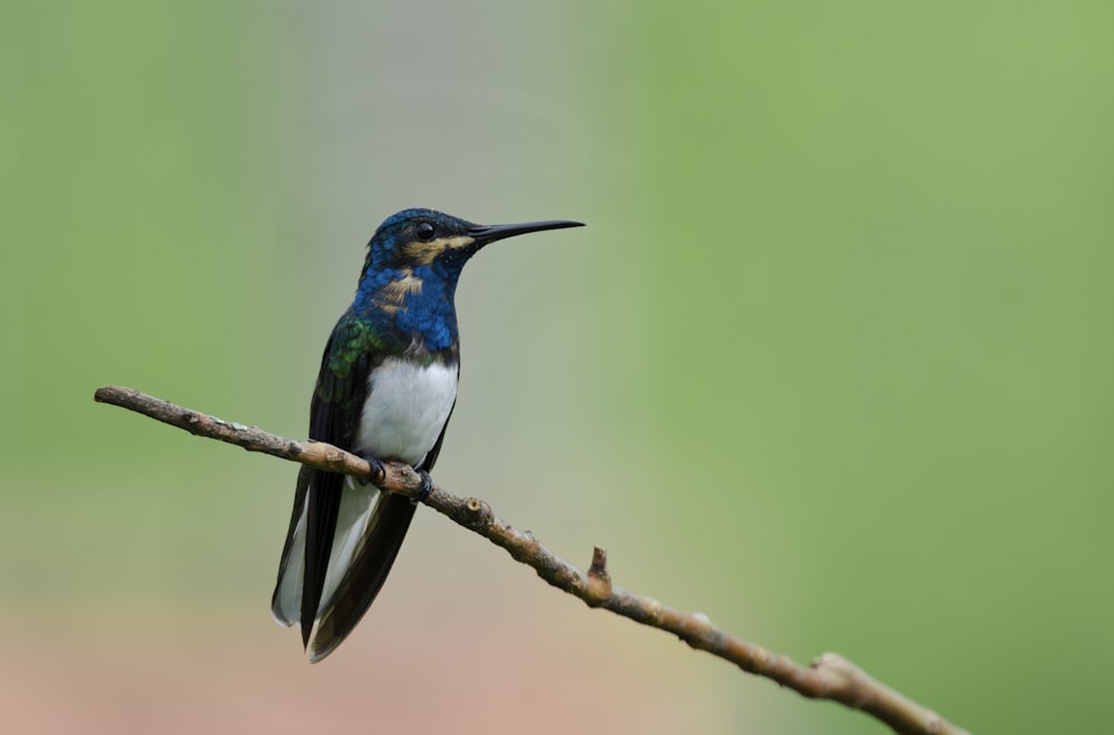 blue and green bird on brown tree branch