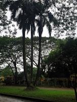 Tall palm trees stand prominently against a backdrop of dense, lush greenery. The scene also includes several trucks partially obscured by the foliage, and a pathway bordered by grass.