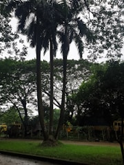 Tall palm trees stand prominently against a backdrop of dense, lush greenery. The scene also includes several trucks partially obscured by the foliage, and a pathway bordered by grass.