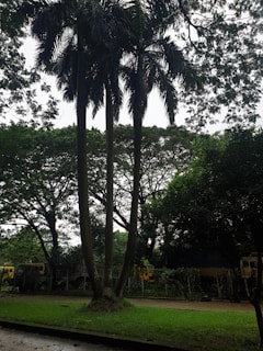Tall palm trees stand prominently against a backdrop of dense, lush greenery. The scene also includes several trucks partially obscured by the foliage, and a pathway bordered by grass.