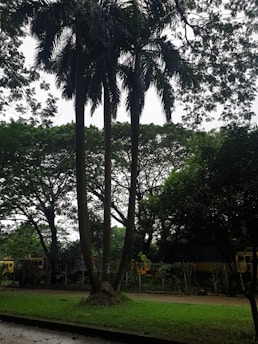 Tall palm trees stand prominently against a backdrop of dense, lush greenery. The scene also includes several trucks partially obscured by the foliage, and a pathway bordered by grass.