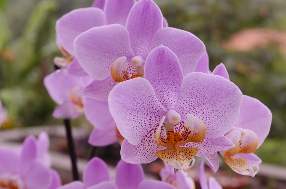 Orquídea polilla púrpura en flor durante el día