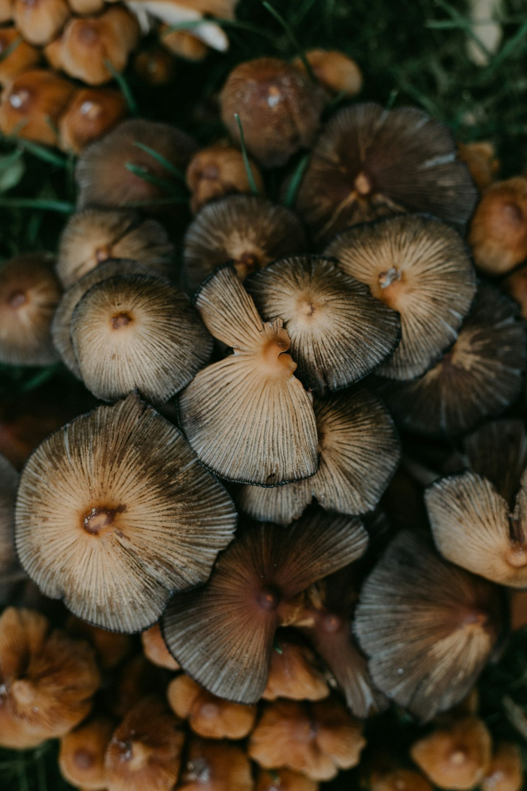 brown and white mushroom in close up photography