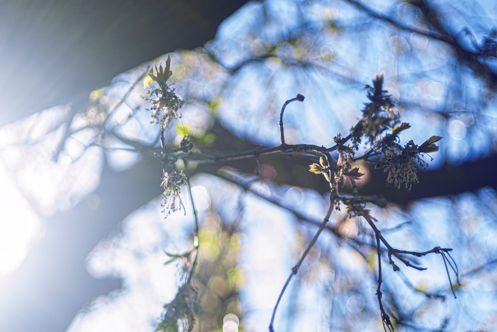 green leaves in tilt shift lens