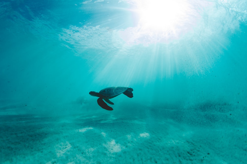 tortue noire et blanche dans l’eau