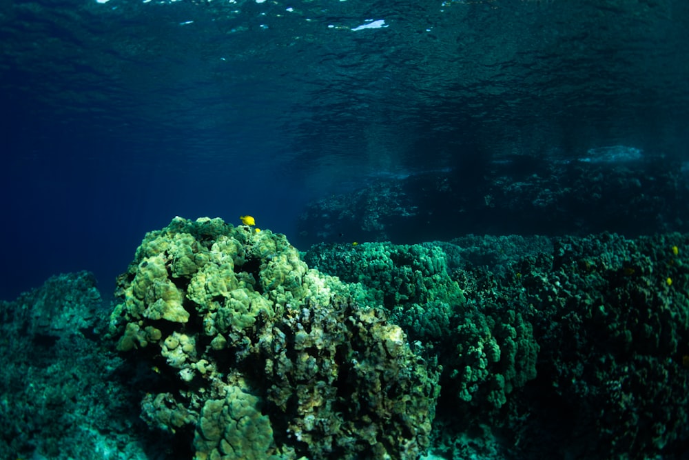 yellow and white fish on body of water