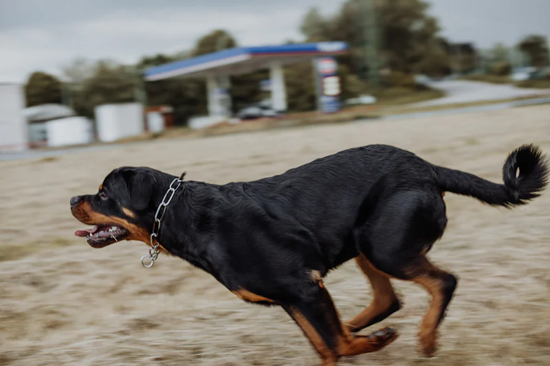 Açık arazide koşarak enerjisini boşaltan bir Rottweiler