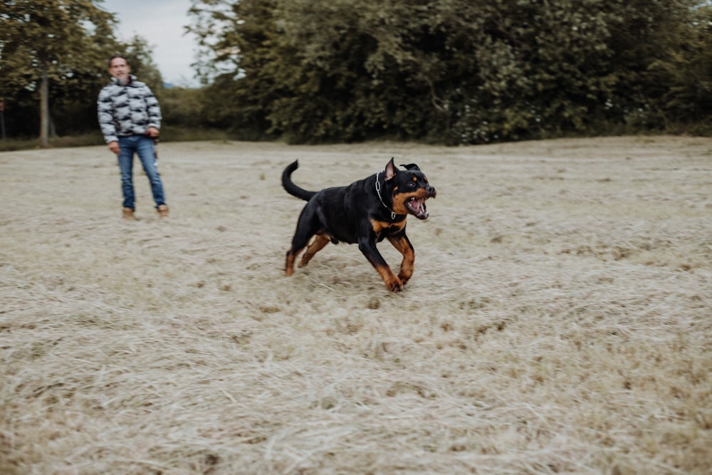 black and brown short coated dog running on white sand during daytime