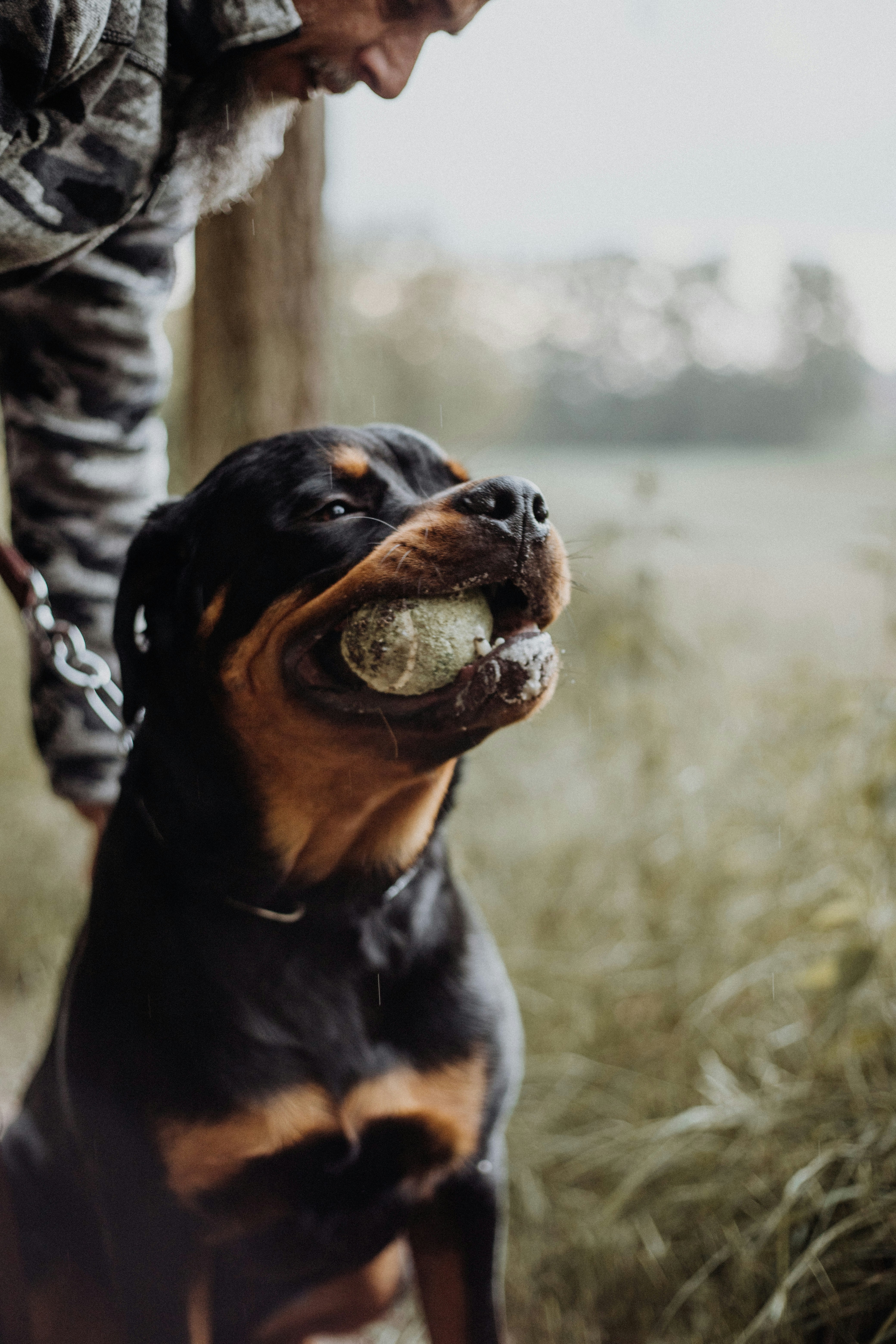 First time Rottweiler owner holding young Rottweiler puppy, happy family with new puppy