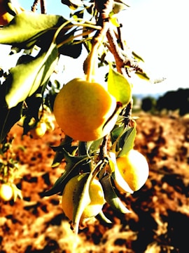 Close-up of ripe tropical fruits hanging from lush green trees in a sunny orchard.