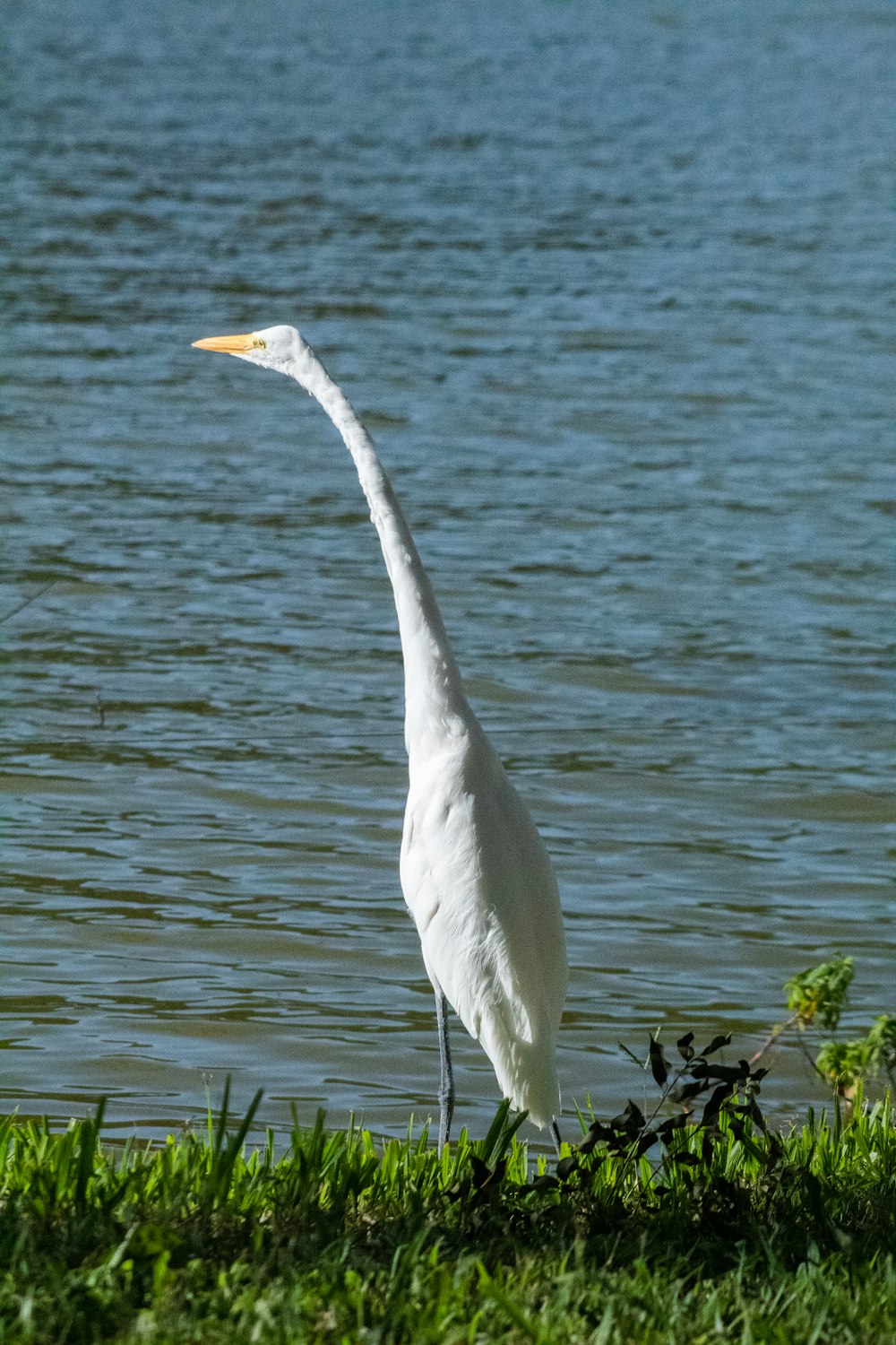 white bird flying over the sea during daytime