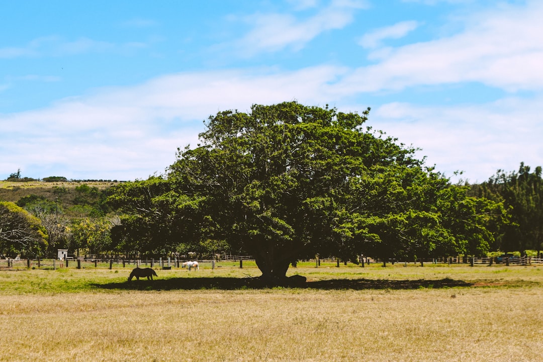 green tree on green grass field under blue sky during daytime