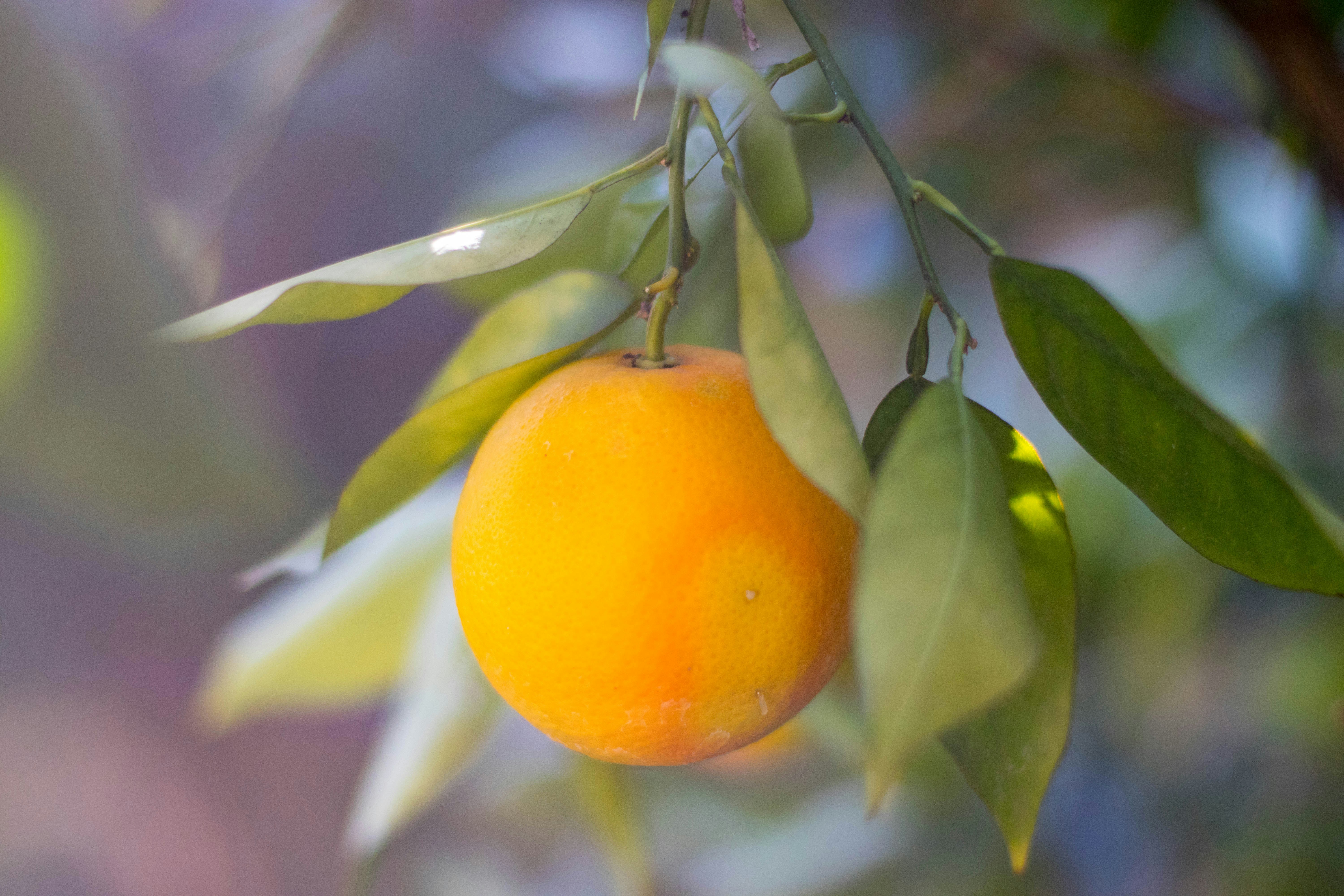 Photo by sonianadales