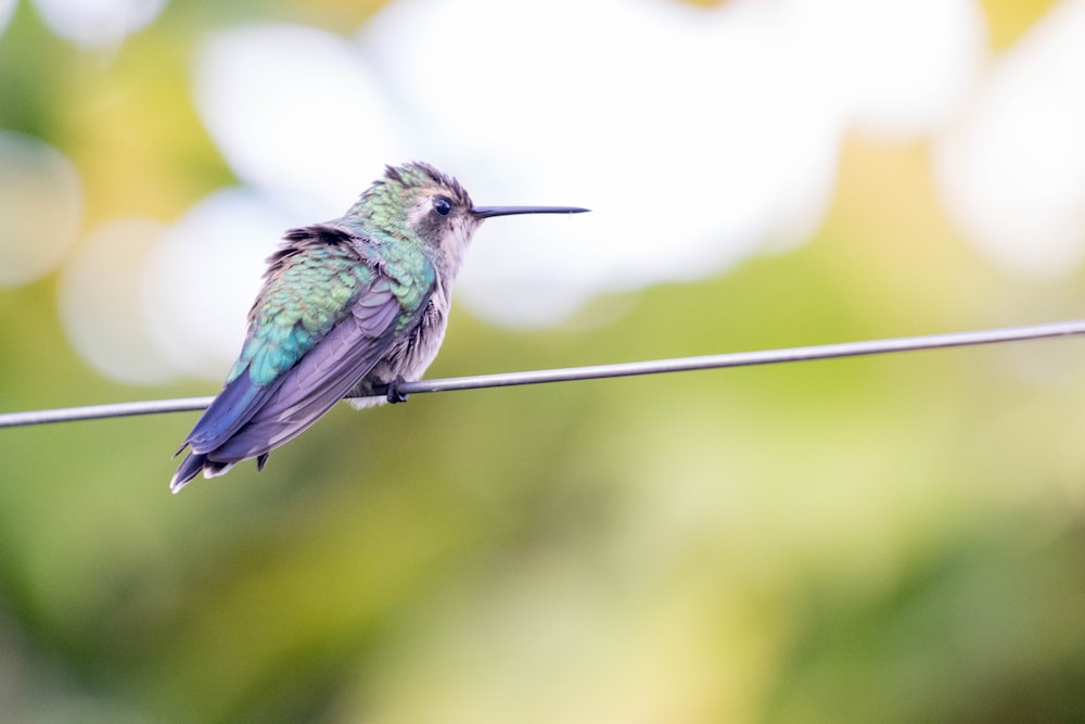 green and black humming bird