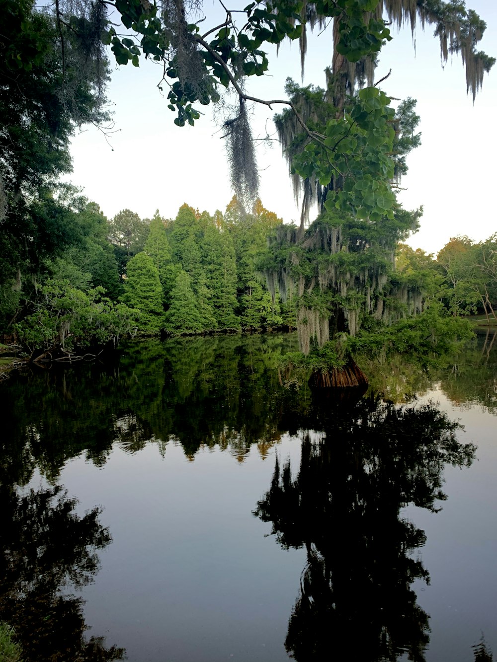 green trees beside lake under white sky during daytime