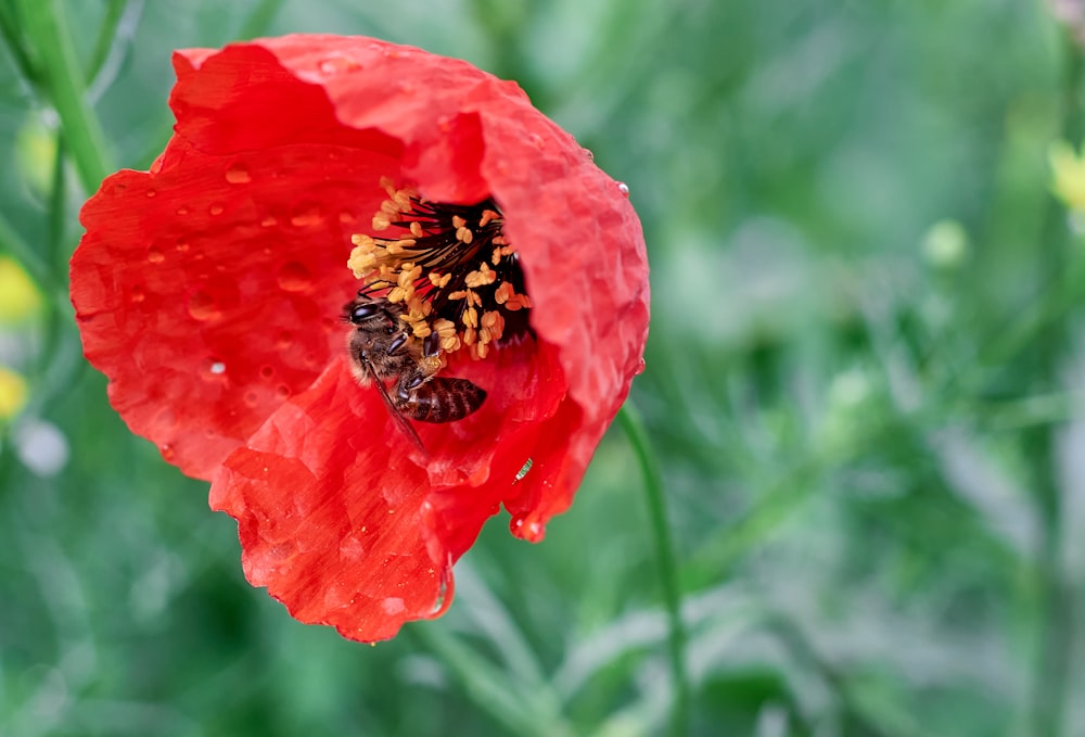 red flower in tilt shift lens