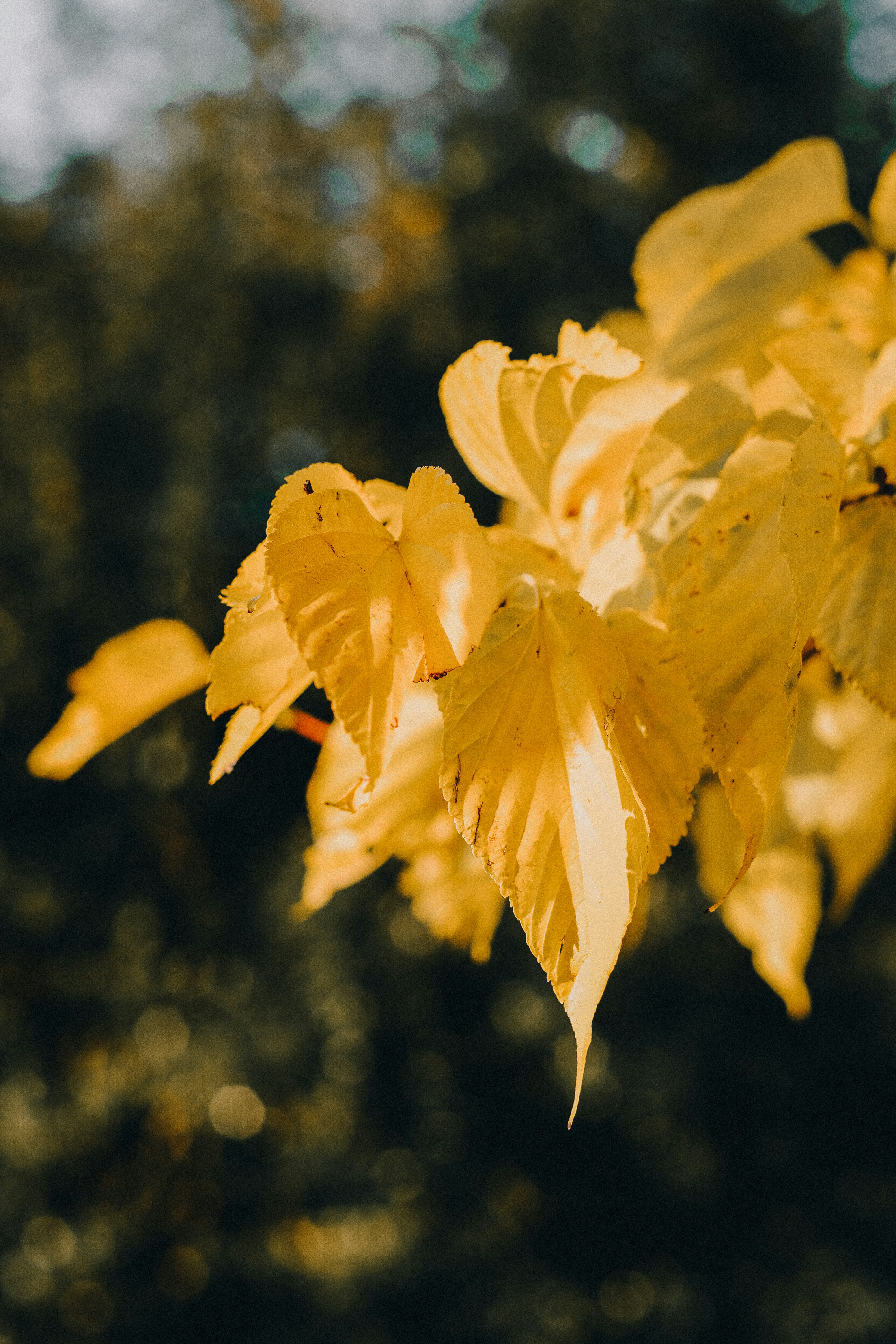 Photo by hoangdat302