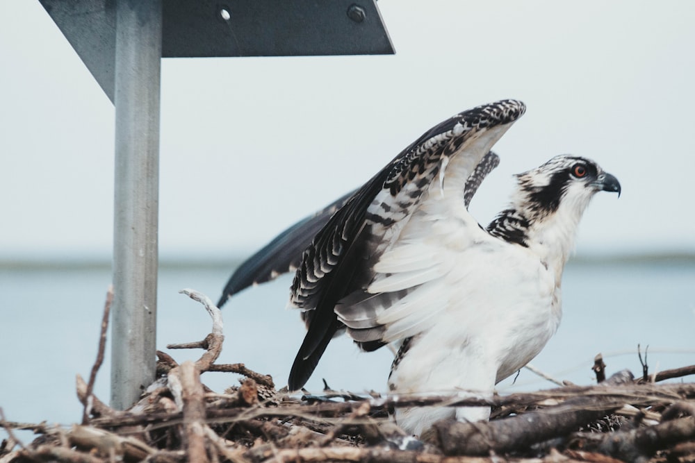 white and black bird on brown dried leaves