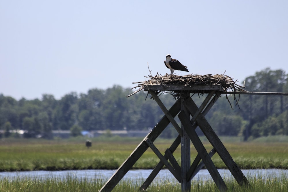 oiseau brun sur la clôture en bois brun pendant la journée