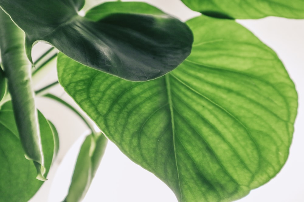 green leaves in close up photography