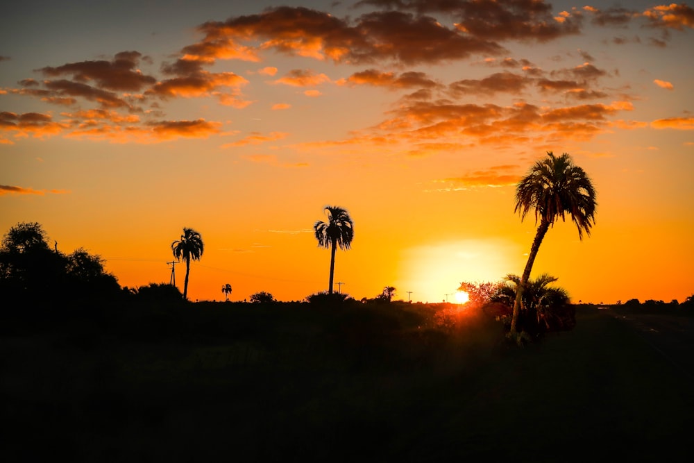 silhouette of palm trees during sunset