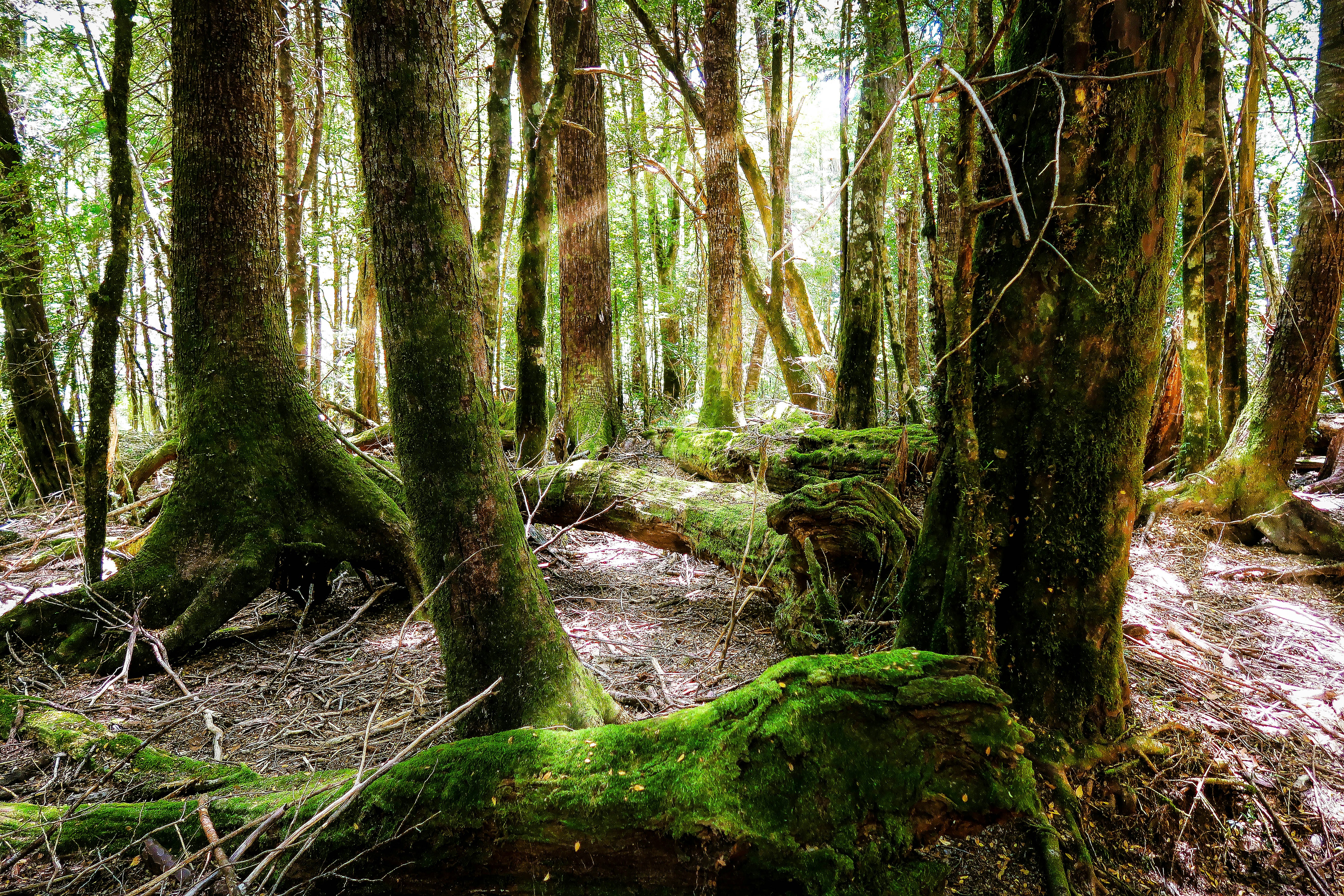 Photo by argentinanatural