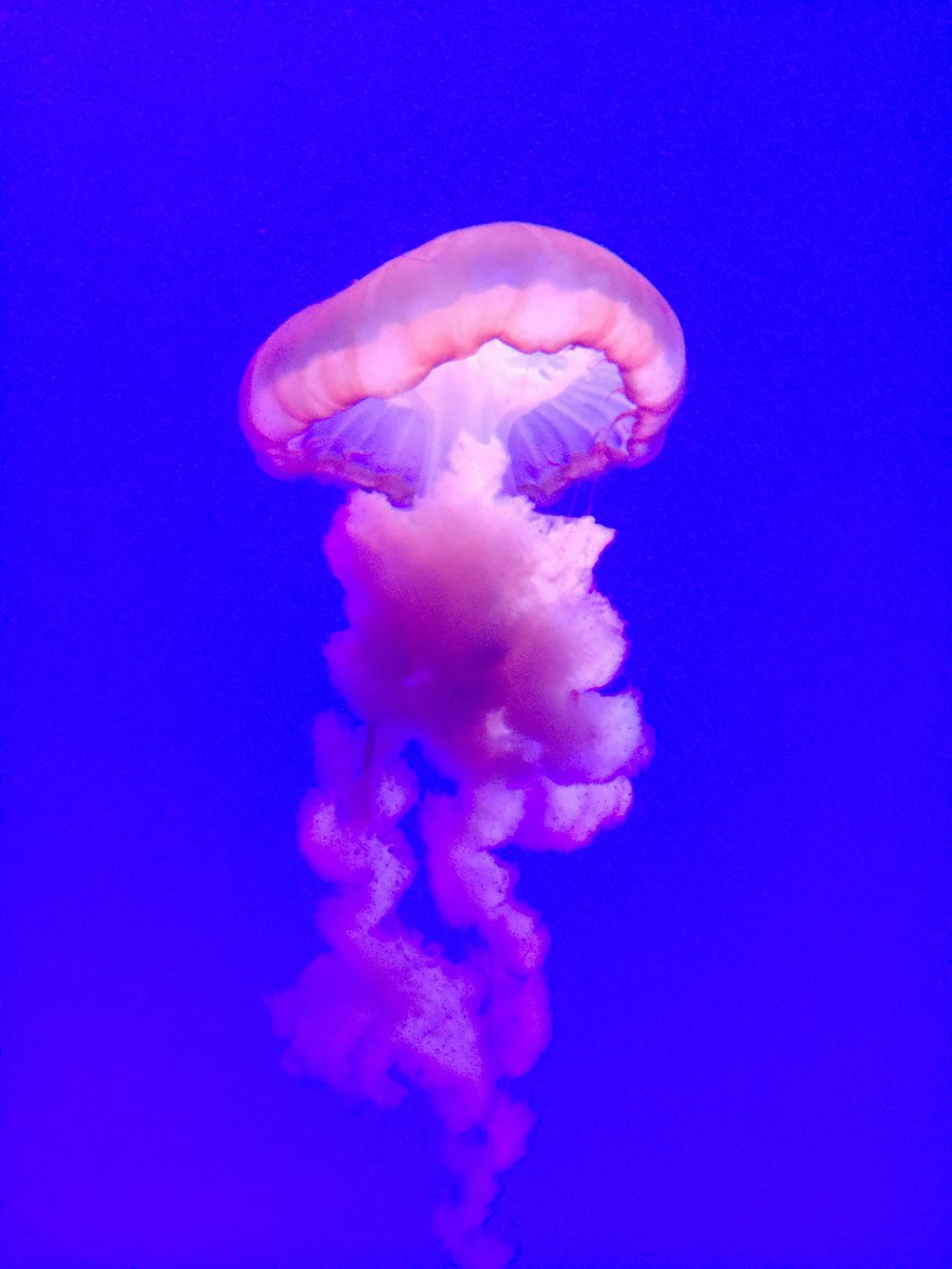 blue and white jellyfish in blue water