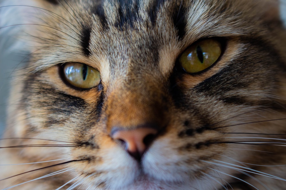 노란 눈을 가진 갈색 줄무늬 고양이