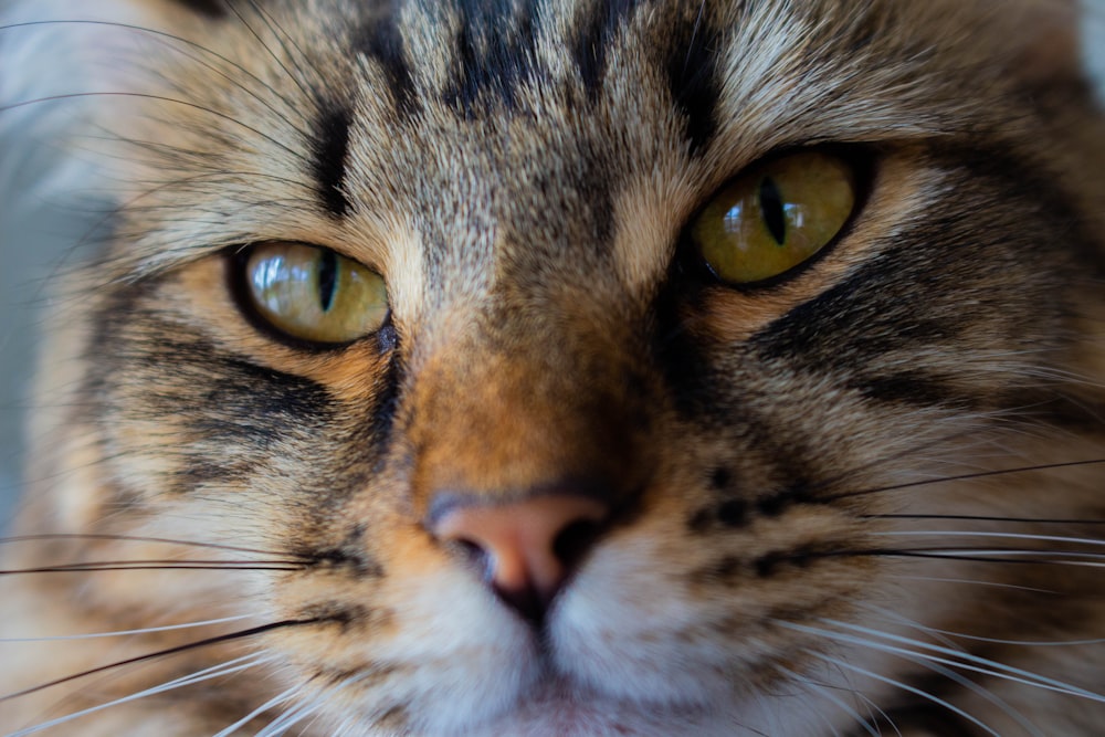 brown tabby cat with yellow eyes