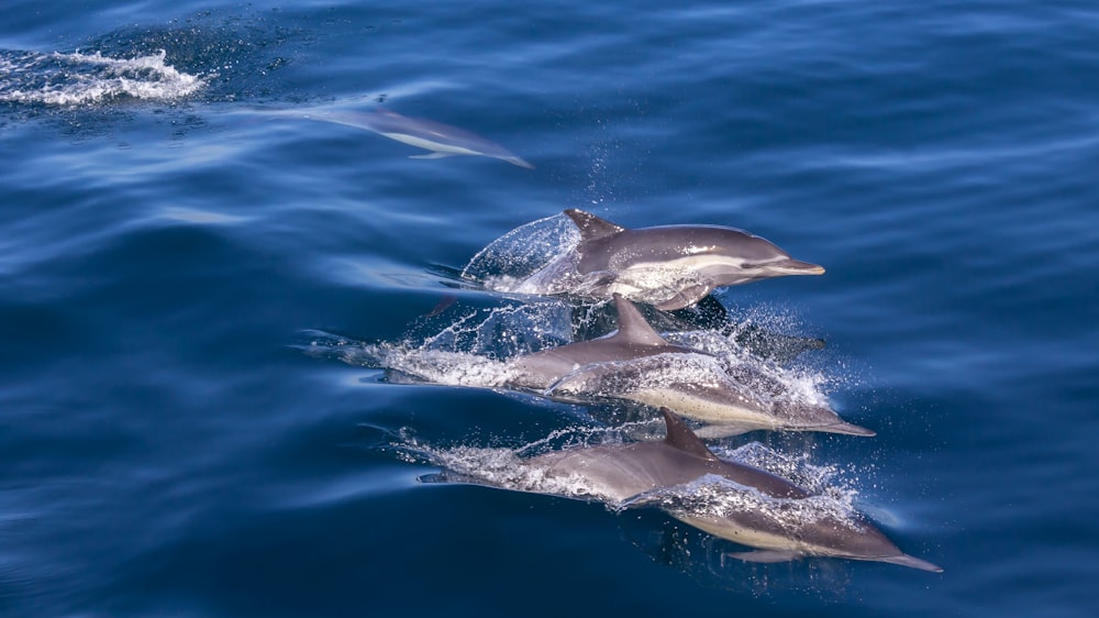 2 dolphins in blue water