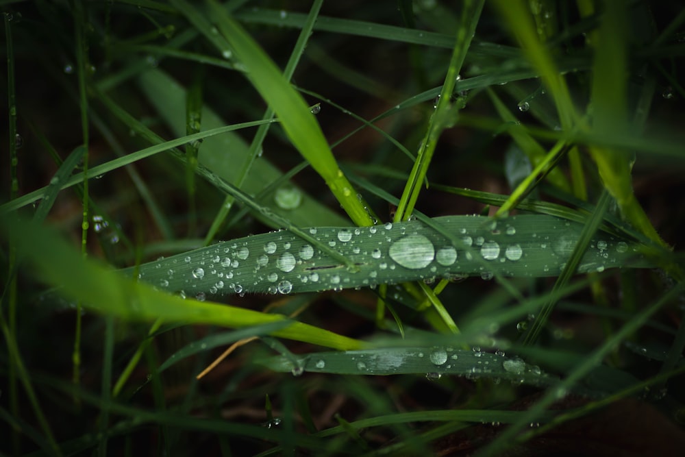 water droplets on green grass