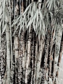 An arrangement of tall bamboo stalks covered with carvings and graffiti, surrounded by leafy green foliage. The bamboo has a combination of natural and dark brown tones, with some inscriptions showing up white against the darker bark.