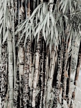 An arrangement of tall bamboo stalks covered with carvings and graffiti, surrounded by leafy green foliage. The bamboo has a combination of natural and dark brown tones, with some inscriptions showing up white against the darker bark.