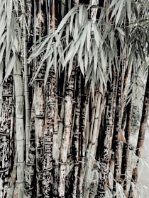An arrangement of tall bamboo stalks covered with carvings and graffiti, surrounded by leafy green foliage. The bamboo has a combination of natural and dark brown tones, with some inscriptions showing up white against the darker bark.
