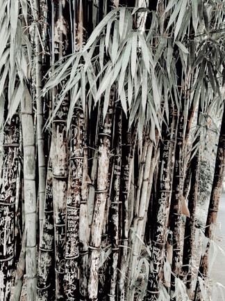 An arrangement of tall bamboo stalks covered with carvings and graffiti, surrounded by leafy green foliage. The bamboo has a combination of natural and dark brown tones, with some inscriptions showing up white against the darker bark.