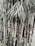 An arrangement of tall bamboo stalks covered with carvings and graffiti, surrounded by leafy green foliage. The bamboo has a combination of natural and dark brown tones, with some inscriptions showing up white against the darker bark.