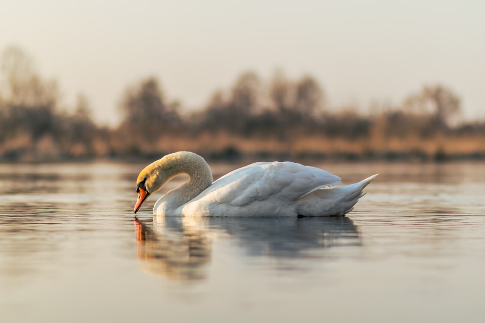 white swan on water during daytime