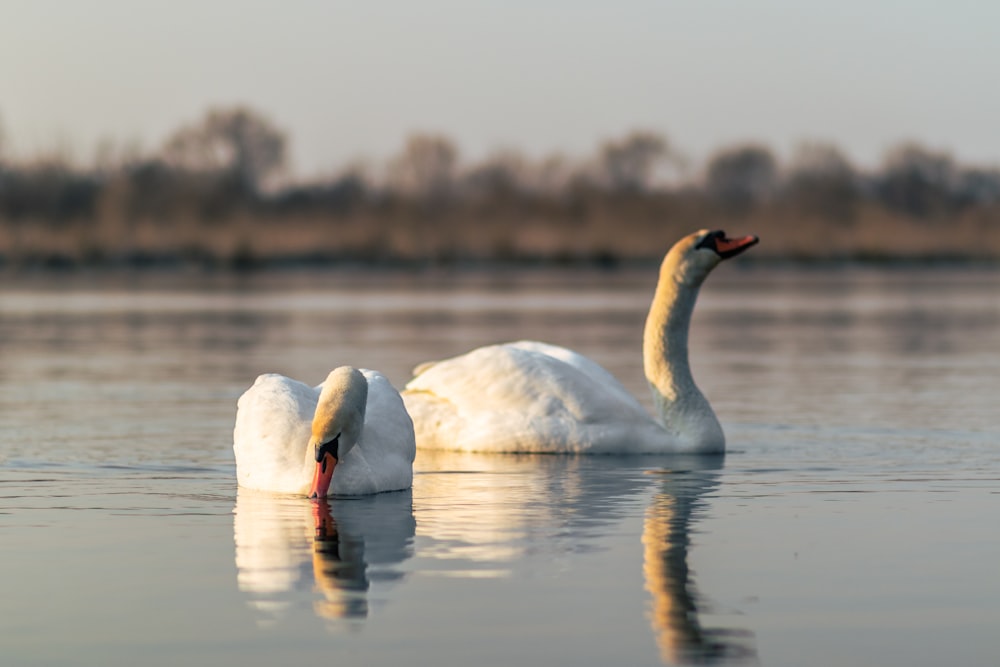 white swan on water during daytime