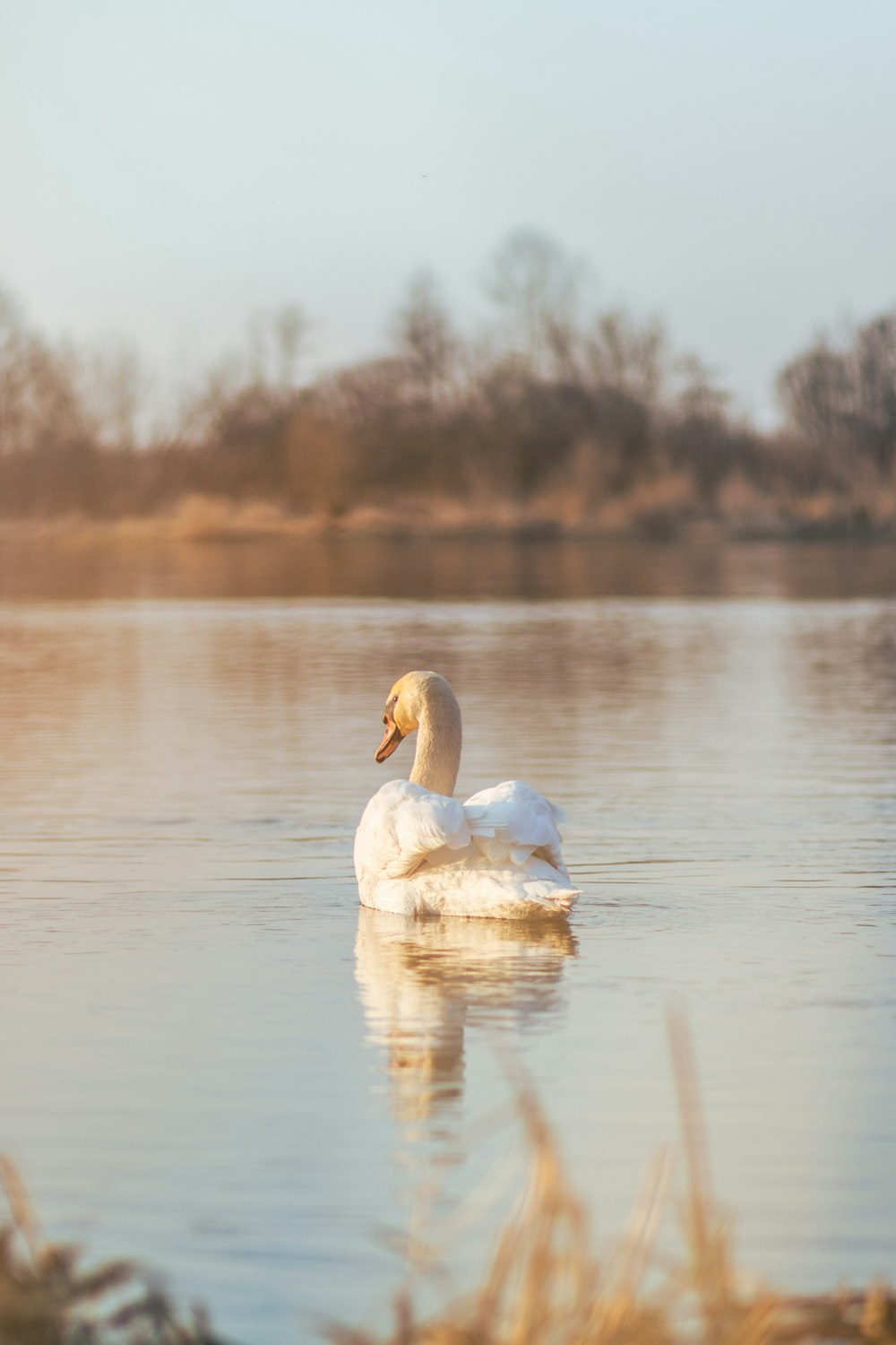 white swan on water during daytime