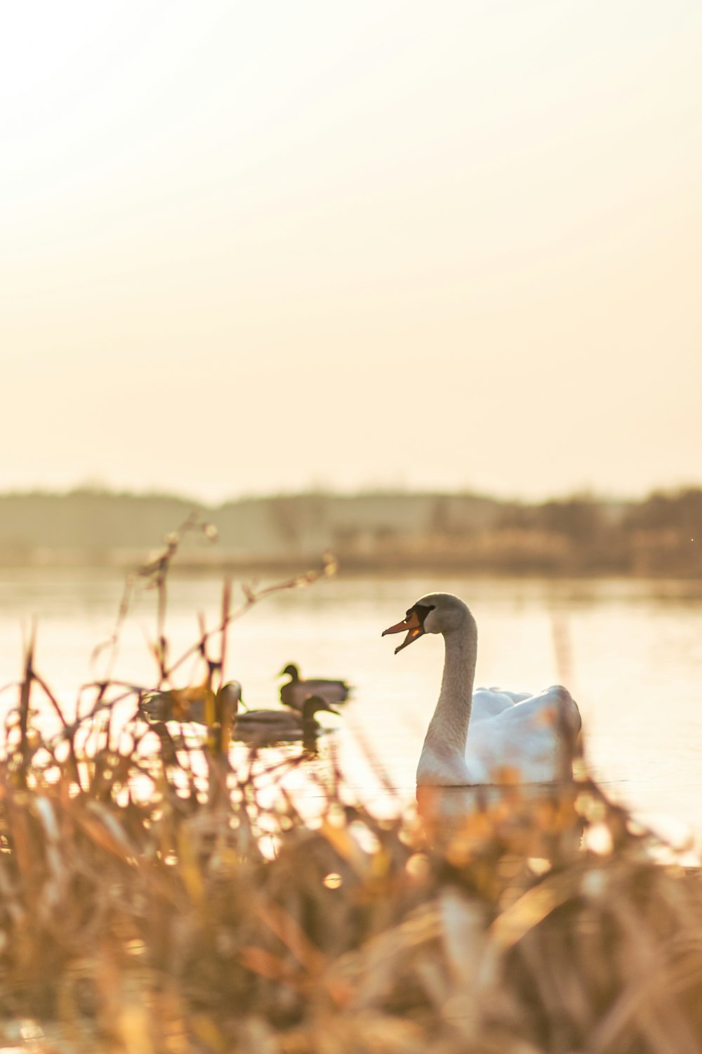 white swan on water during daytime